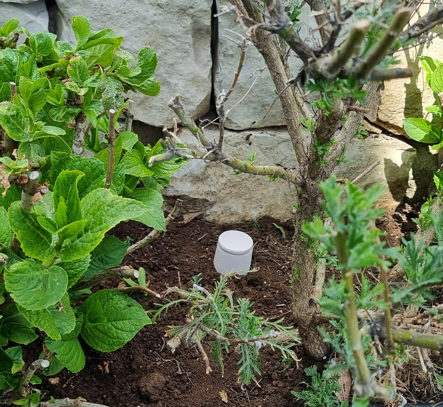 Large oya - ideal for large plants & gardens