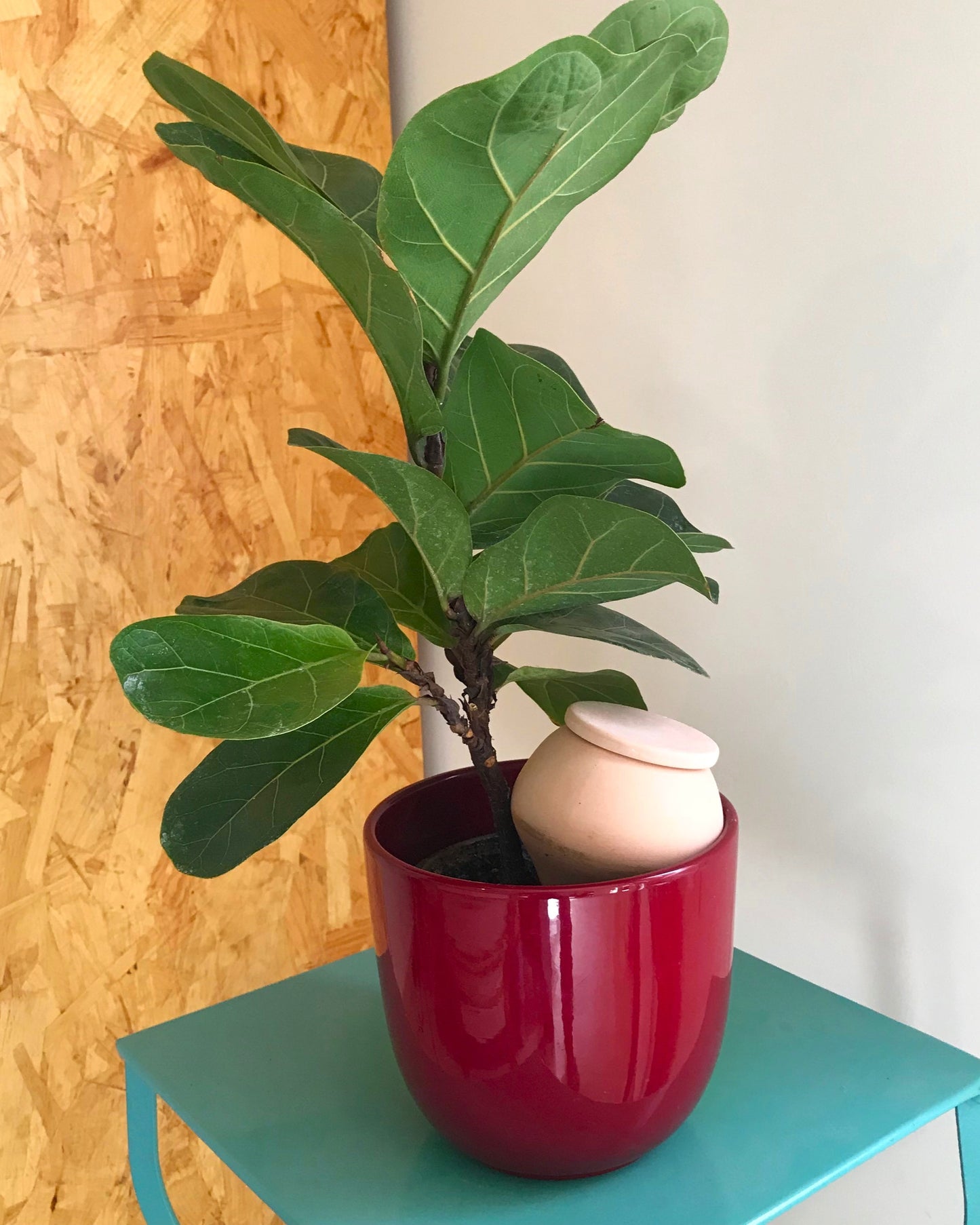 Small oya - best for small plants