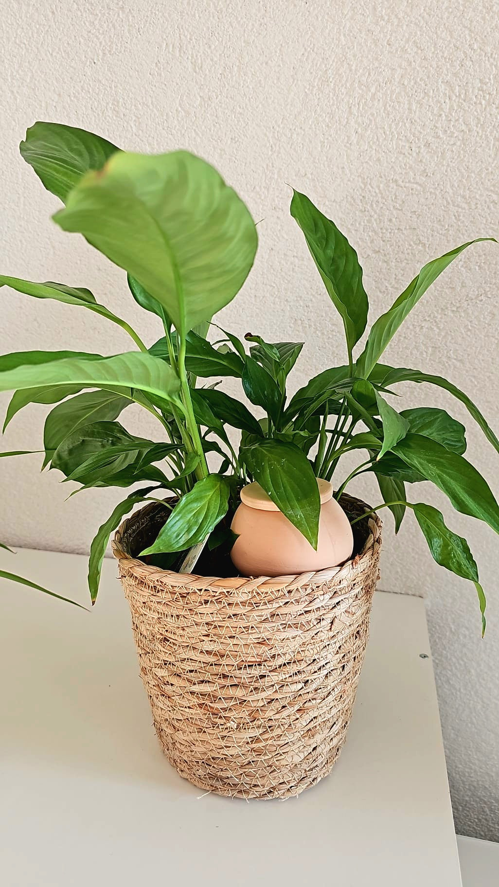 Small oya - best for small plants