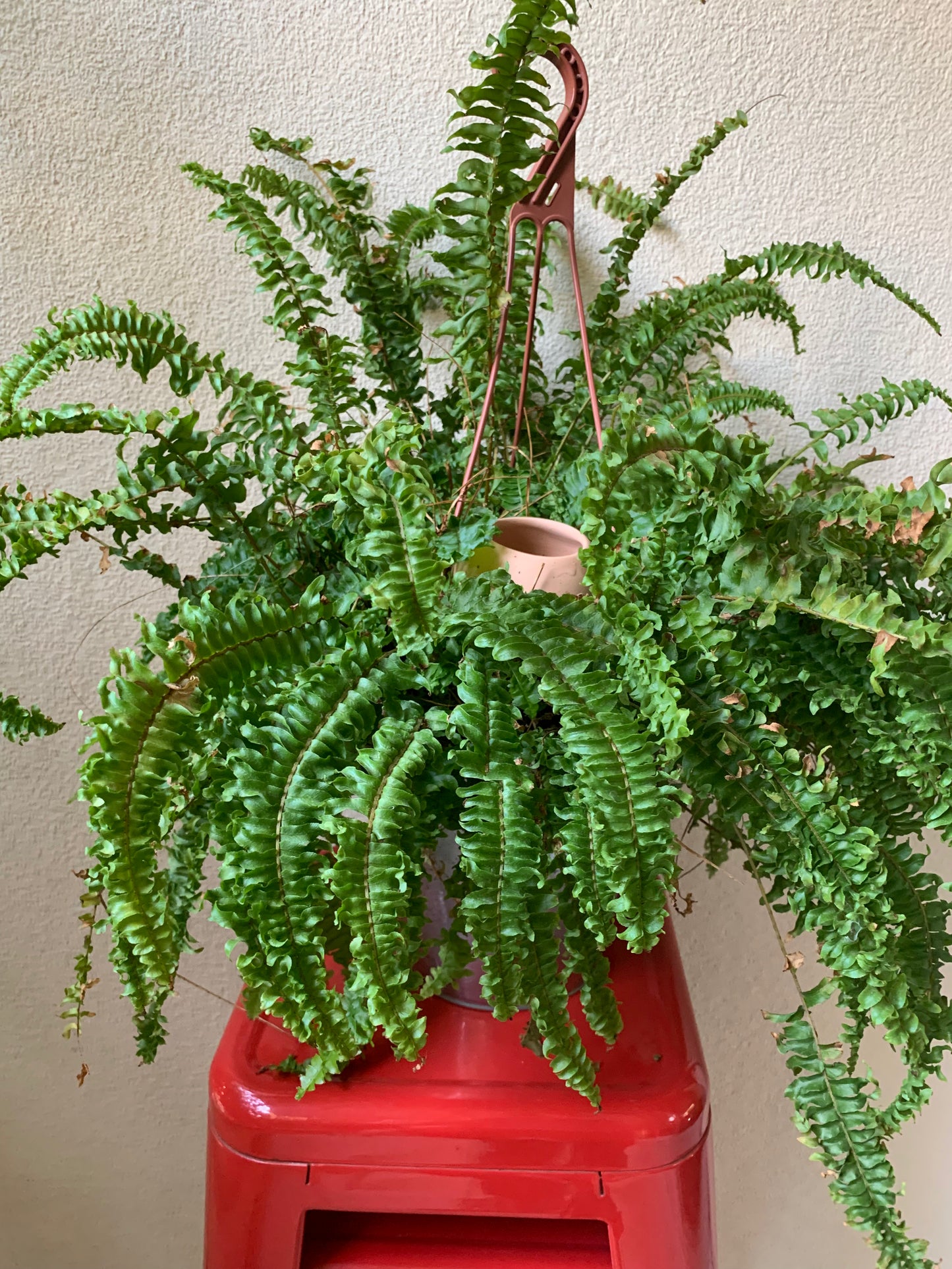 Small oya - best for small plants