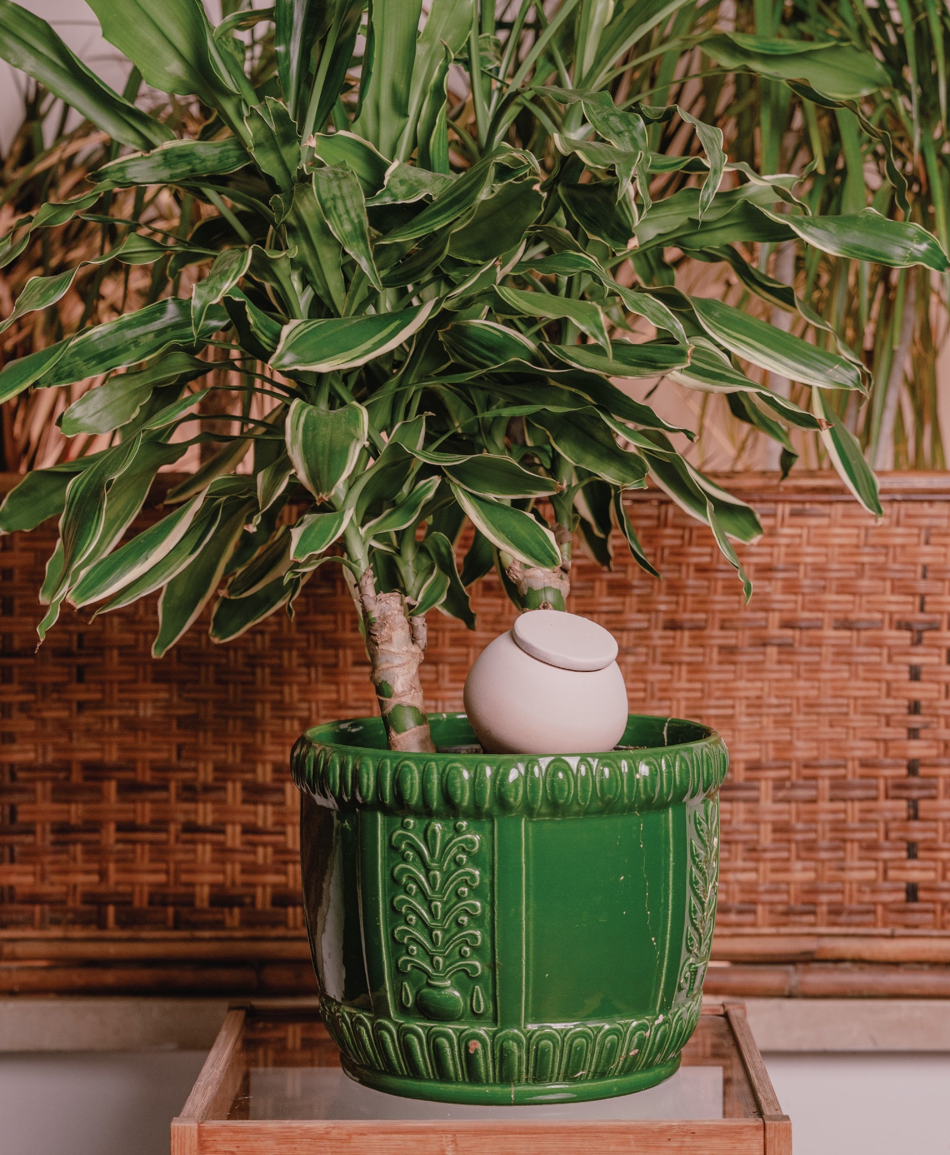 medium pot plant Medium oya
