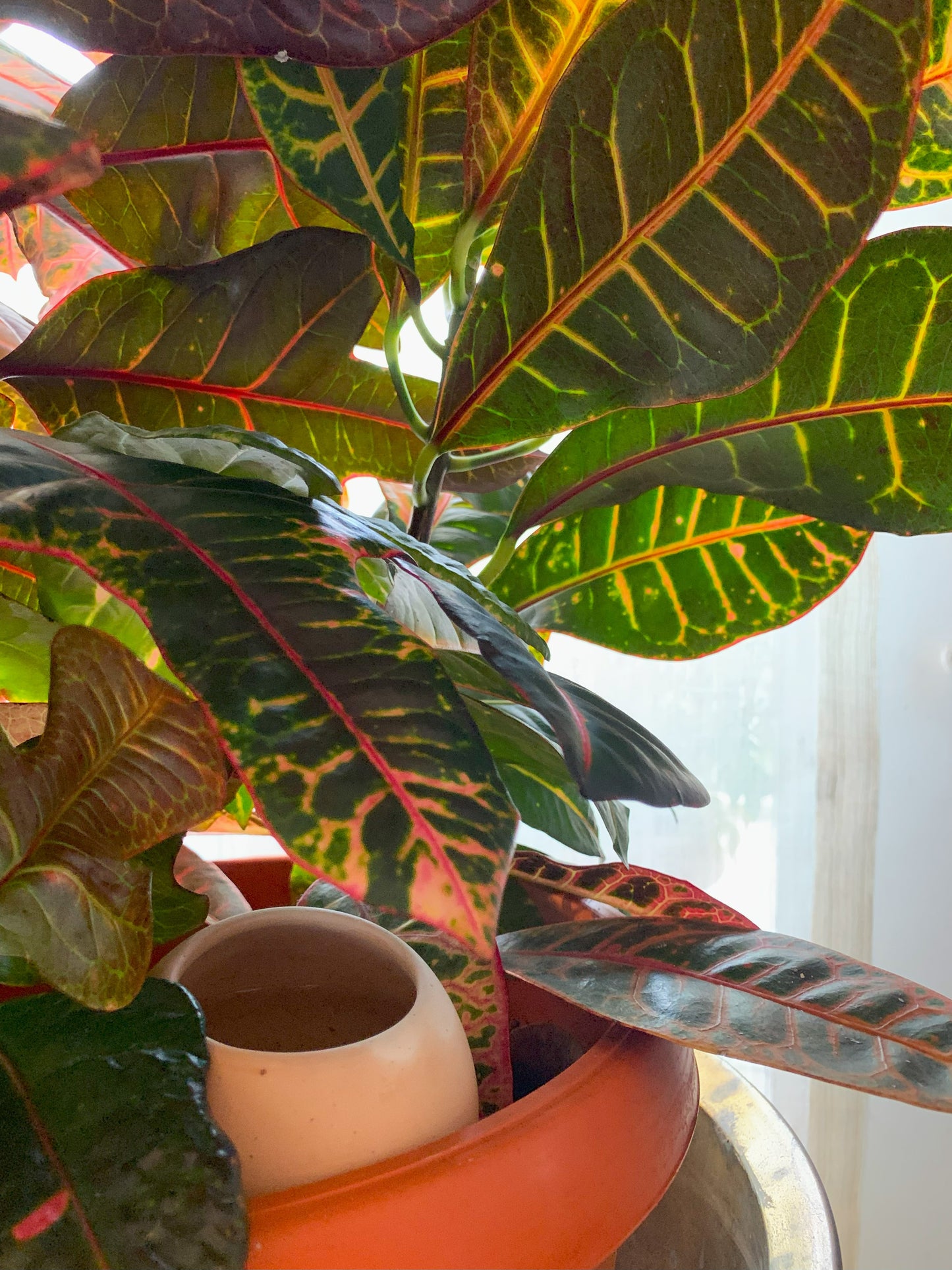 Small oya - best for small plants