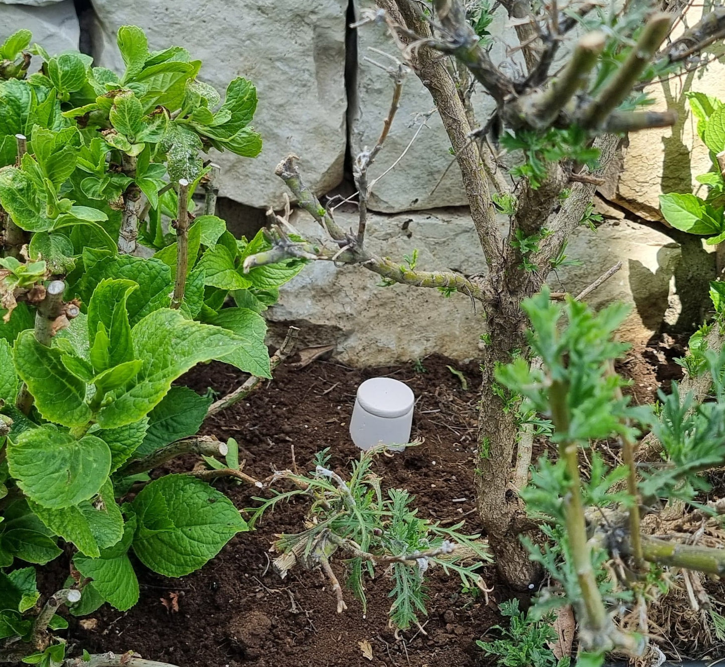 Large oya - ideal for large plants & gardens