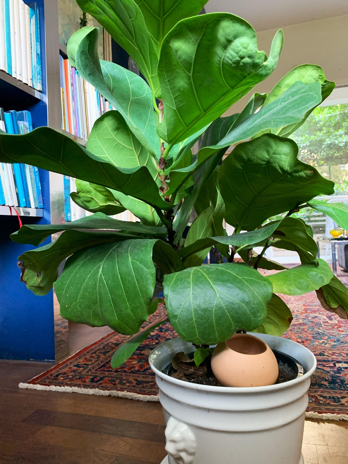 Medium oya - perfect for pots & planters