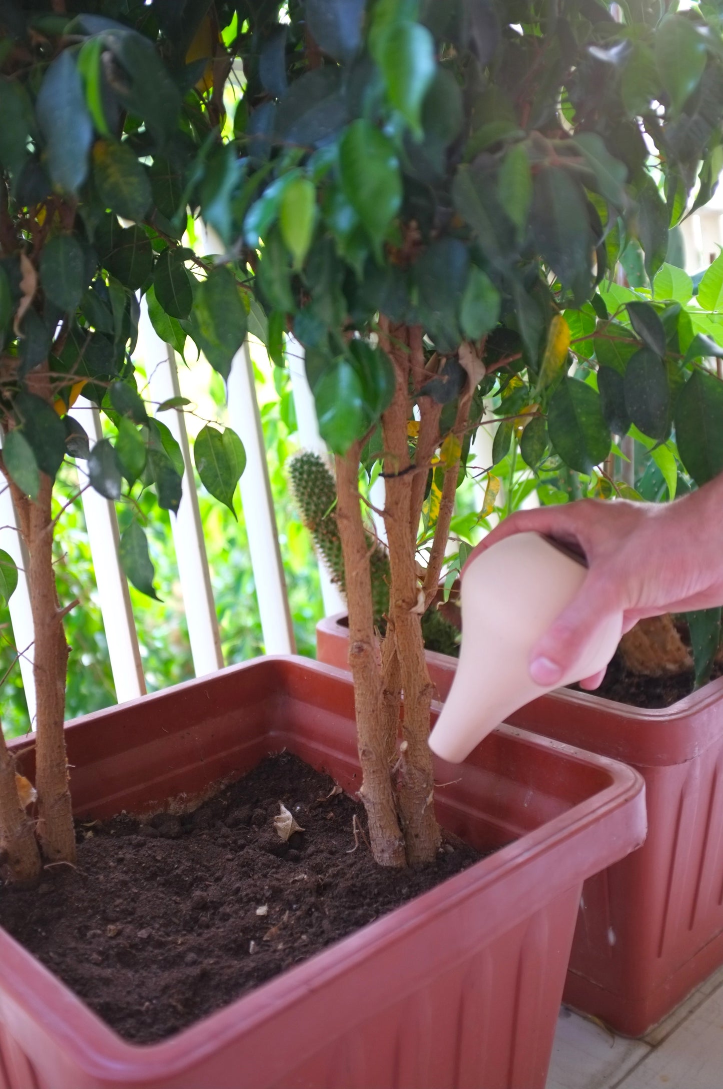 Small oya - best for small plants